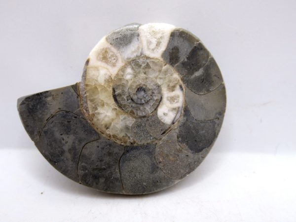 Genuine Triassic Age Vascoceras Ammonite Fossils for Sale from Nigeria #15