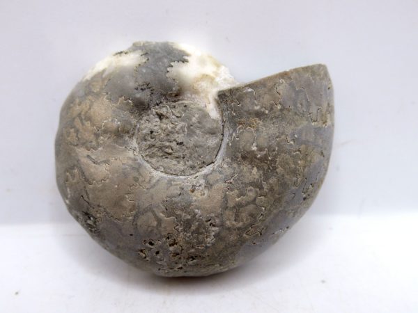 Genuine Triassic Age Vascoceras Ammonite Fossils for Sale from Nigeria #15a