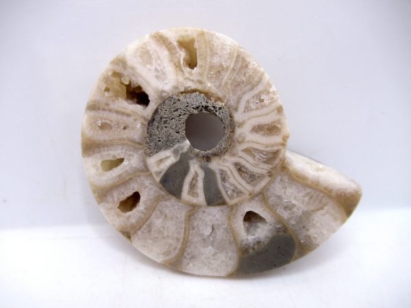 Genuine Triassic Age Vascoceras Ammonite Fossils for Sale from Nigeria #16