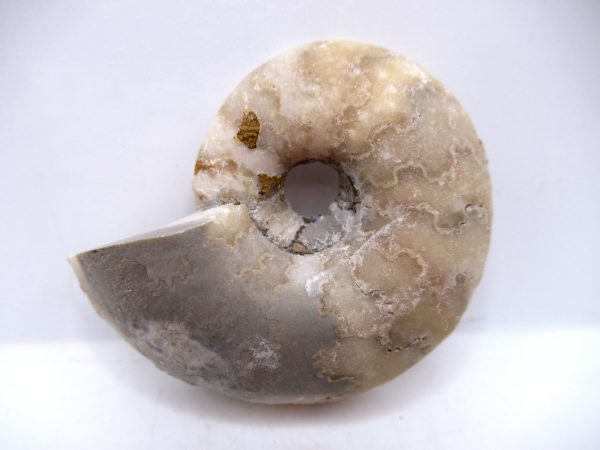 Genuine Triassic Age Vascoceras Ammonite Fossils for Sale from Nigeria #16a