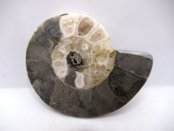 Genuine Triassic Age Vascoceras Ammonite Fossils for Sale from Nigeria #17