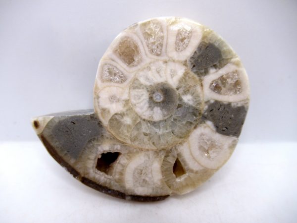 Genuine Triassic Age Vascoceras Ammonite Fossils for Sale from Nigeria #18