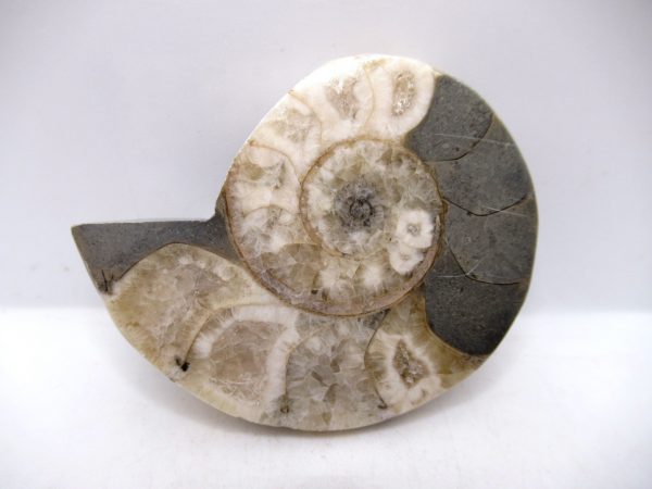 Genuine Triassic Age Vascoceras Ammonite Fossils for Sale from Nigeria #19