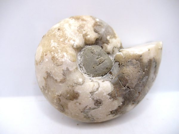 Genuine Triassic Age Vascoceras Ammonite Fossils for Sale from Nigeria #1a