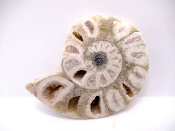 Genuine Triassic Age Vascoceras Ammonite Fossils for Sale from Nigeria #2