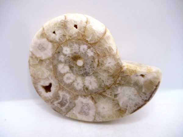 Genuine Triassic Age Vascoceras Ammonite Fossils for Sale from Nigeria #20