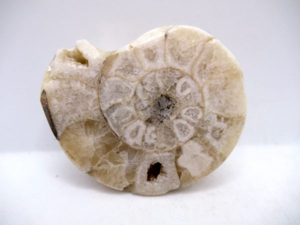 Genuine Triassic Age Vascoceras Ammonite Fossils for Sale from Nigeria #21