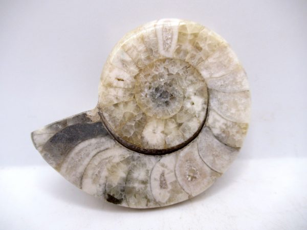 Genuine Triassic Age Vascoceras Ammonite Fossils for Sale from Nigeria #23