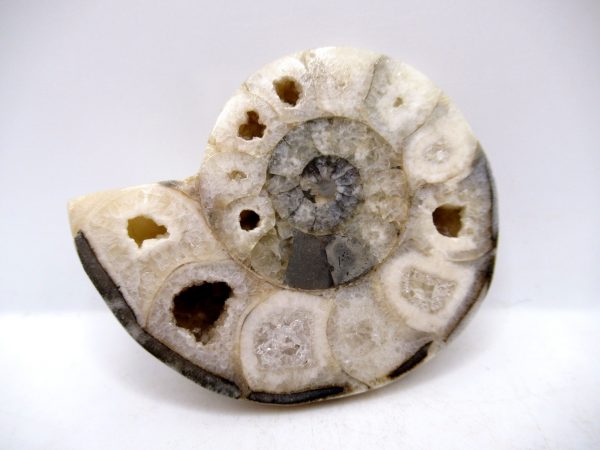 Genuine Triassic Age Vascoceras Ammonite Fossils for Sale from Nigeria #24