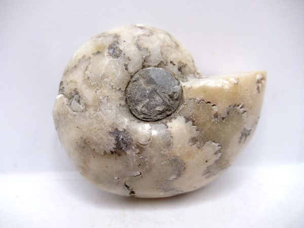 Genuine Triassic Age Vascoceras Ammonite Fossils for Sale from Nigeria #24a