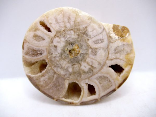 Genuine Triassic Age Vascoceras Ammonite Fossils for Sale from Nigeria #25