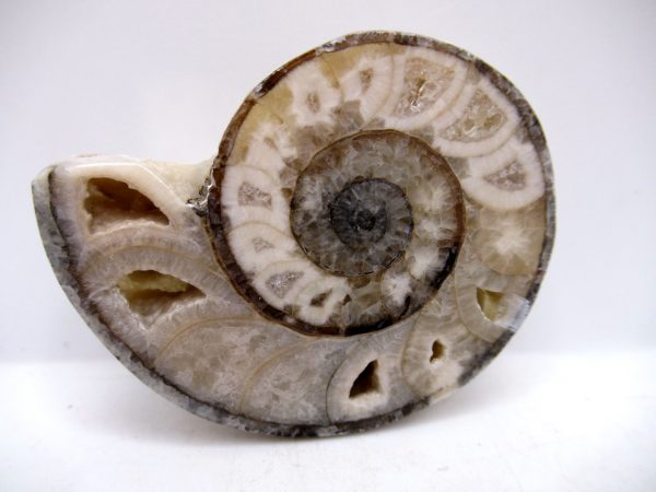 Genuine Triassic Age Vascoceras Ammonite Fossils for Sale from Nigeria #26