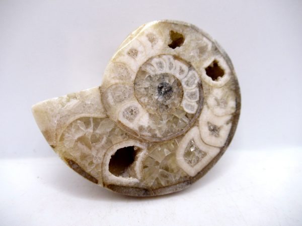 Genuine Triassic Age Vascoceras Ammonite Fossils for Sale from Nigeria #27