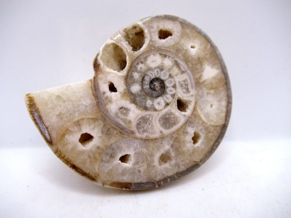 Genuine Triassic Age Vascoceras Ammonite Fossils for Sale from Nigeria #28