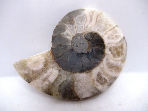 Genuine Triassic Age Vascoceras Ammonite Fossils for Sale from Nigeria #29