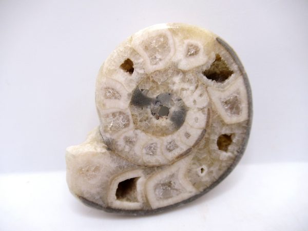 Genuine Triassic Age Vascoceras Ammonite Fossils for Sale from Nigeria #3