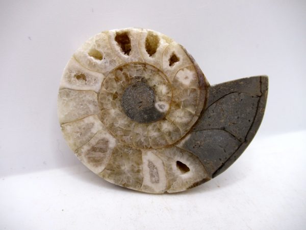 Genuine Triassic Age Vascoceras Ammonite Fossils for Sale from Nigeria #30