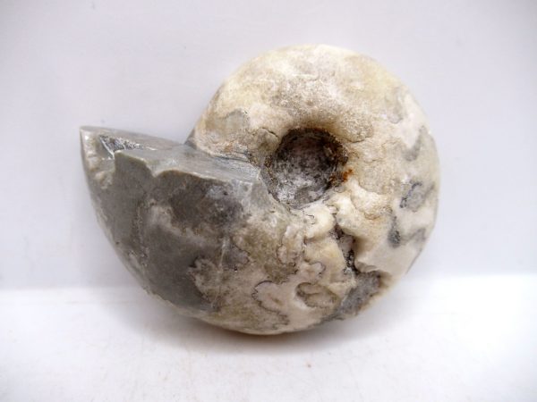 Genuine Triassic Age Vascoceras Ammonite Fossils for Sale from Nigeria #30a