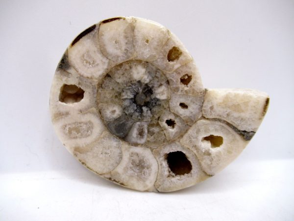 Genuine Triassic Age Vascoceras Ammonite Fossils for Sale from Nigeria #31