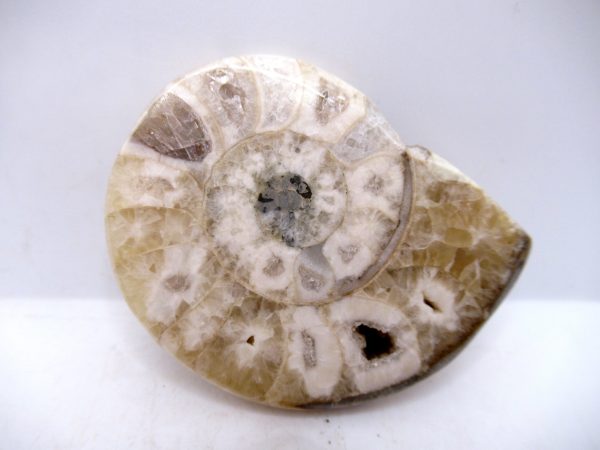 Genuine Triassic Age Vascoceras Ammonite Fossils for Sale from Nigeria #32