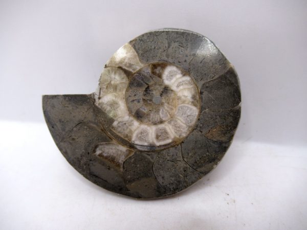 Genuine Triassic Age Vascoceras Ammonite Fossils for Sale from Nigeria #33