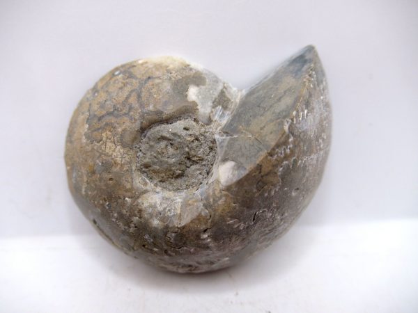 Genuine Triassic Age Vascoceras Ammonite Fossils for Sale from Nigeria #33a