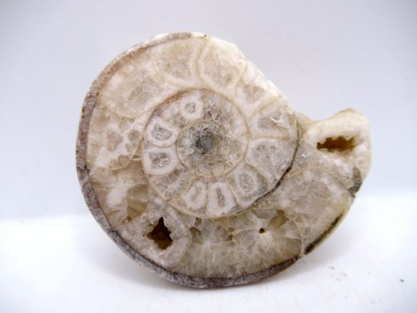 Genuine Triassic Age Vascoceras Ammonite Fossils for Sale from Nigeria #34