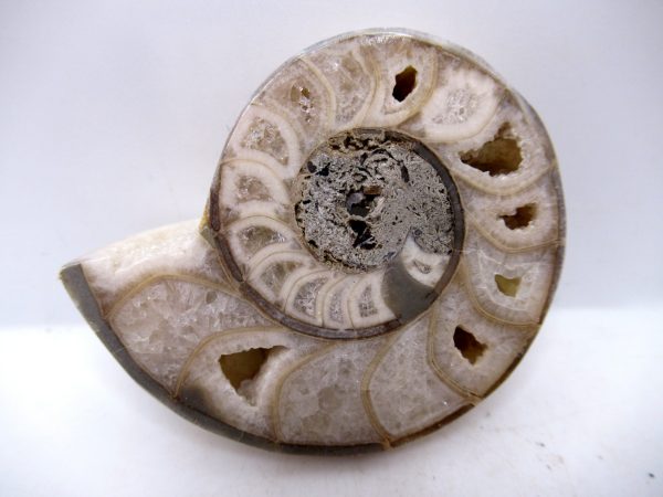 Genuine Triassic Age Vascoceras Ammonite Fossils for Sale from Nigeria #35