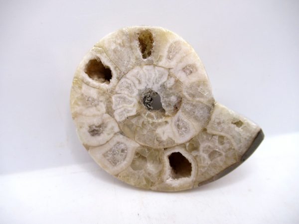 Genuine Triassic Age Vascoceras Ammonite Fossils for Sale from Nigeria #4