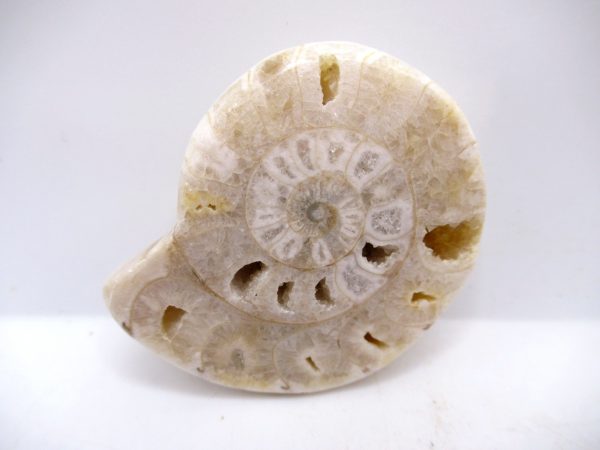 Genuine Triassic Age Vascoceras Ammonite Fossils for Sale from Nigeria #5