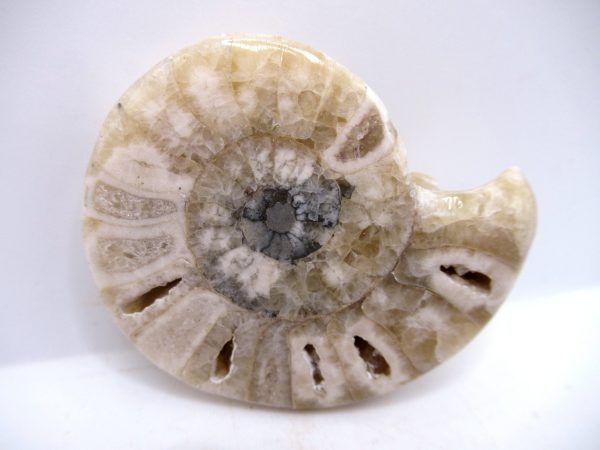 Genuine Triassic Age Vascoceras Ammonite Fossils for Sale from Nigeria #7