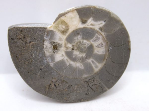 Genuine Triassic Age Vascoceras Ammonite Fossils for Sale from Nigeria #8