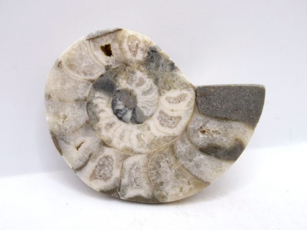 Genuine Triassic Age Vascoceras Ammonite Fossils for Sale from Nigeria #9