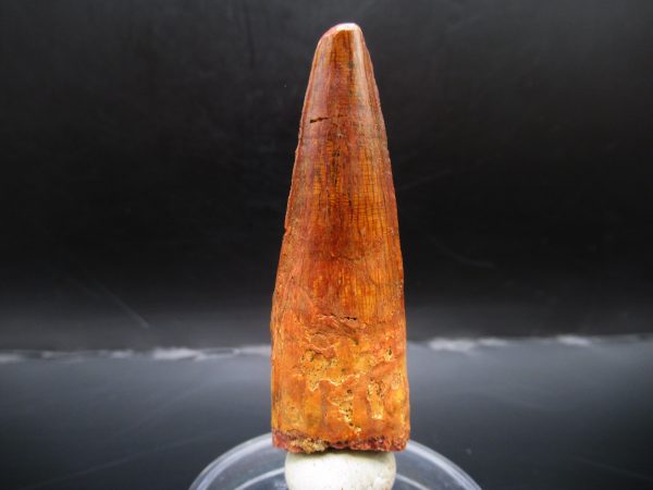 Genuine Cretaceous Age Spinosaurus Dinosaur Tooth Fossil for Sale from Morocco #122