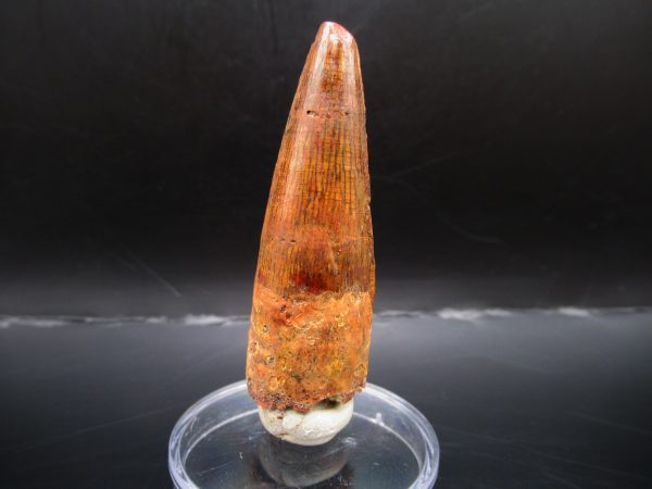 Genuine Cretaceous Age Spinosaurus Dinosaur Tooth Fossil for Sale from Morocco #122a