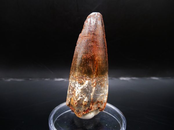 Genuine Cretaceous Age Spinosaurus Dinosaur Tooth Fossil for Sale from Morocco #123