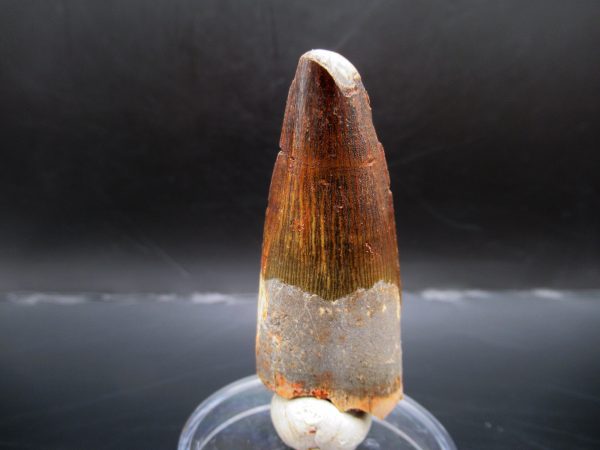 Genuine Cretaceous Age Spinosaurus Dinosaur Tooth Fossil for Sale from Morocco #123a