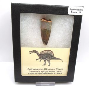 Genuine Cretaceous Age Spinosaurus Dinosaur Tooth Fossil for Sale from Morocco #123