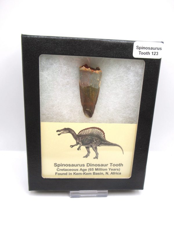 Genuine Cretaceous Age Spinosaurus Dinosaur Tooth Fossil for Sale from Morocco #123