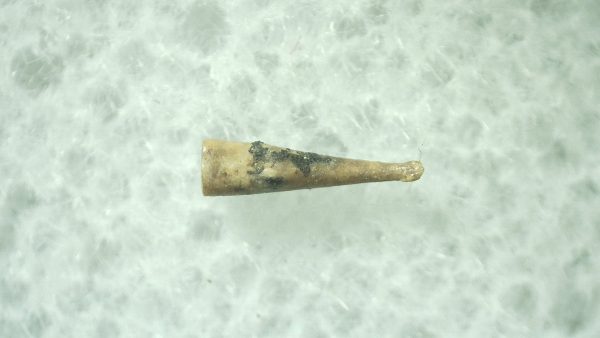 Ice Age Mammal (Penis Bone) Florida #31 - Image 2