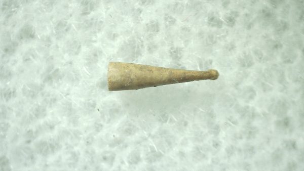 Ice Age Mammal (Penis Bone) Florida #31