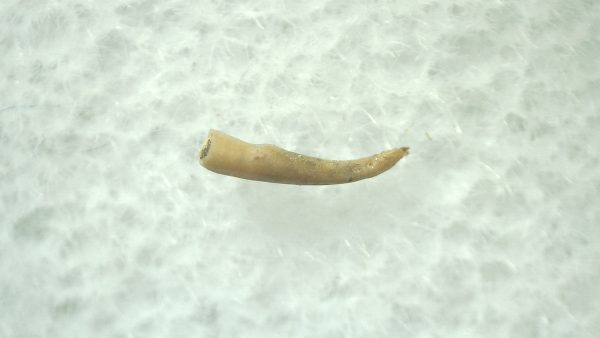 Ice Age Mammal (Penis Bone) Florida #32 - Image 2