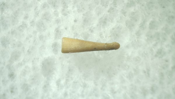 Ice Age Mammal (Penis Bone) Florida #32