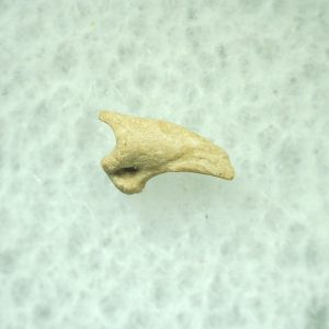 General Ice Age Mammal Claw Fossils From Florida For Sale #26