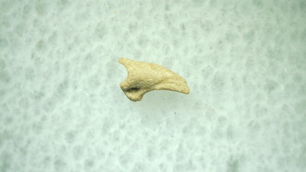 General Ice Age Mammal Claw Fossils From Florida For Sale #26