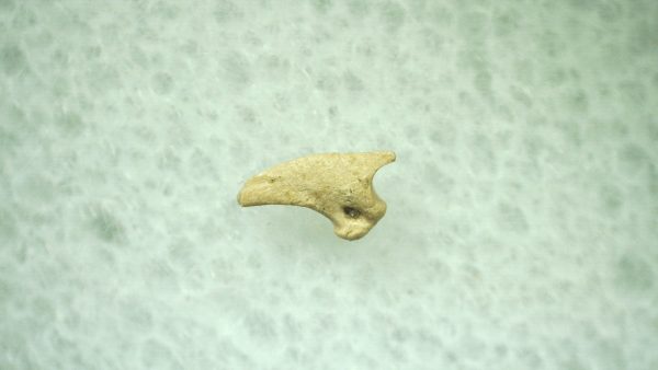 General Ice Age Mammal Claw Fossils From Florida For Sale #26a