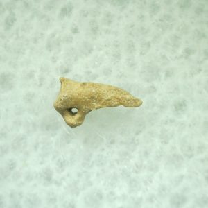 General Ice Age Mammal Claw Fossils From Florida For Sale #27