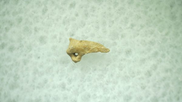 General Ice Age Mammal Claw Fossils From Florida For Sale #27