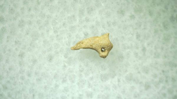 General Ice Age Mammal Claw Fossils From Florida For Sale #27a