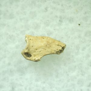 General Ice Age Mammal Claw Fossils From Florida For Sale #28